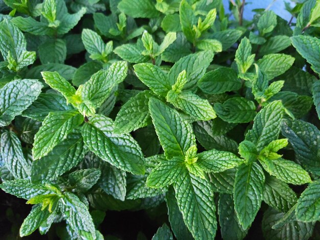 Photo un bouquet de feuilles vertes de menthe poivrée sont dans un jardin.