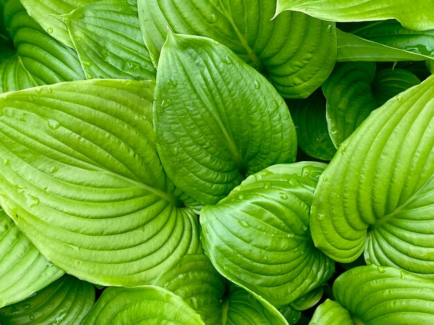 Un bouquet de feuilles vertes avec le mot " dessus "