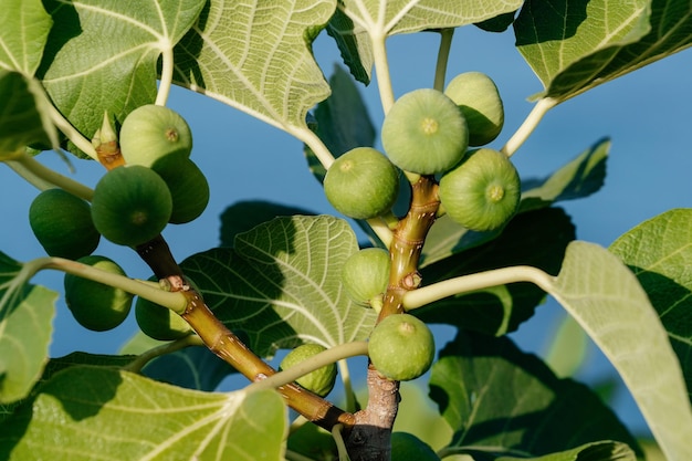 Bouquet de figues vertes sur un figuier sur fond de mer Ficus Carica branch avec des fruits