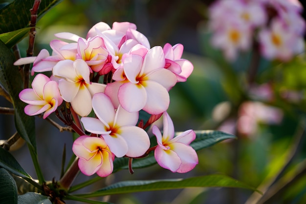 Bouquet de fleur de plumeria rose ou frangipanier rose qui fleurit sur un arbre