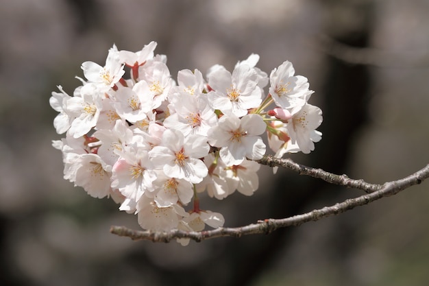 Un bouquet de fleur de Sakura