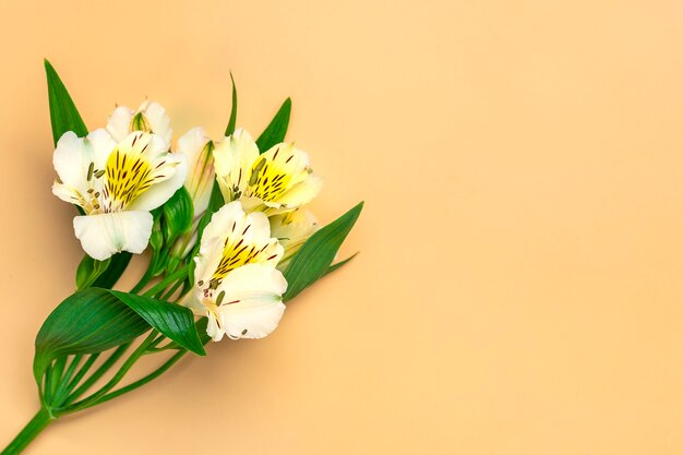 Bouquet de fleurs d'alstroemeria isolé sur beige