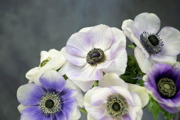 Bouquet de fleurs d'anémone sur fond de pierre grise Fleurs blanches violettes et violettes Espace de copie