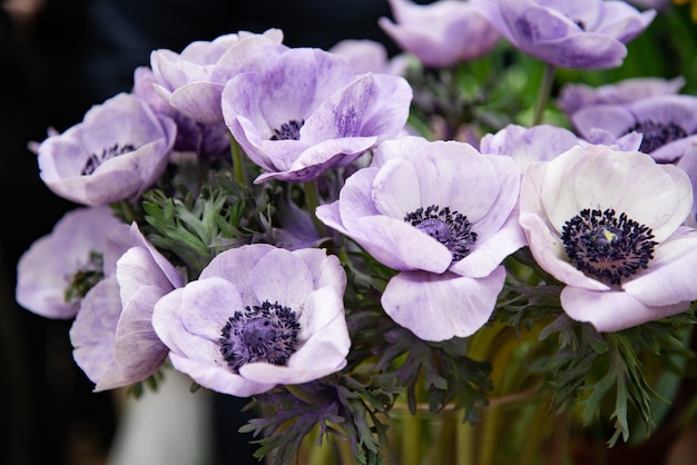 Bouquet de fleurs d'anémone violette sur feuilles vertes