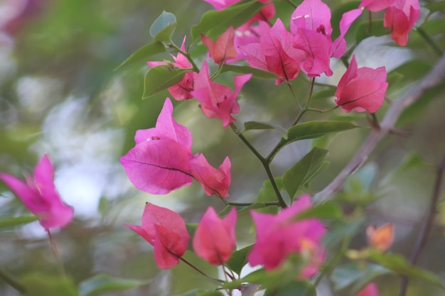 Un bouquet de fleurs sur un arbre