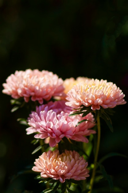 Bouquet de fleurs d'astère