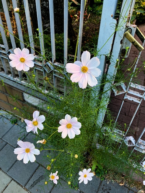 Un bouquet de fleurs blanches au centre jaune pousse sur une clôture.