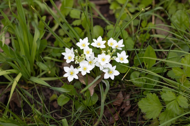 Un bouquet de fleurs blanches avec un centre jaune sont dans l'herbe.