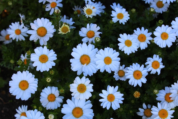 Un bouquet de fleurs blanches à centre jaune