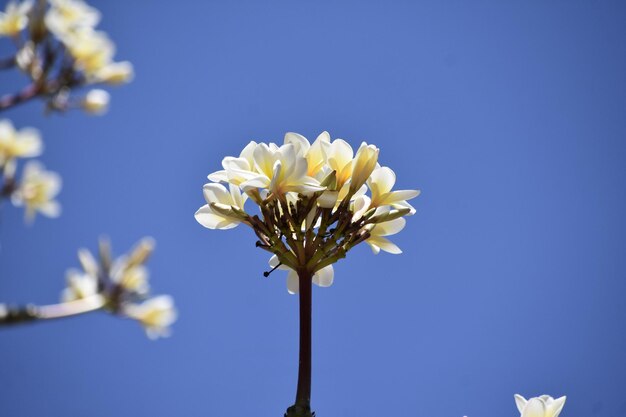 Un bouquet de fleurs blanches contre le ciel bleu