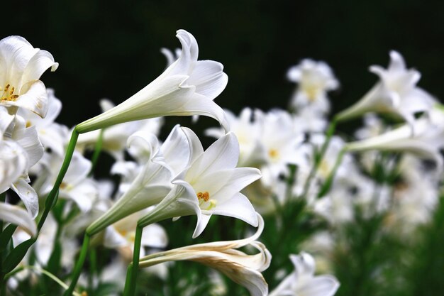 Un bouquet de fleurs blanches dans un jardin