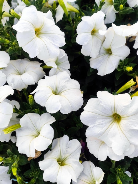 Un bouquet de fleurs blanches dans un jardin