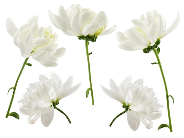 Un bouquet de fleurs blanches sur fond blanc