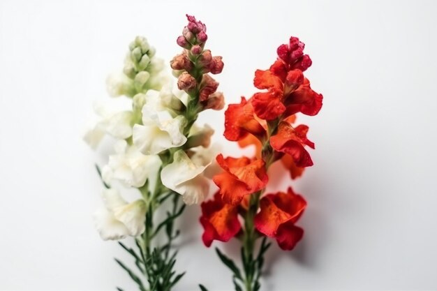 Un bouquet de fleurs blanches et rouges