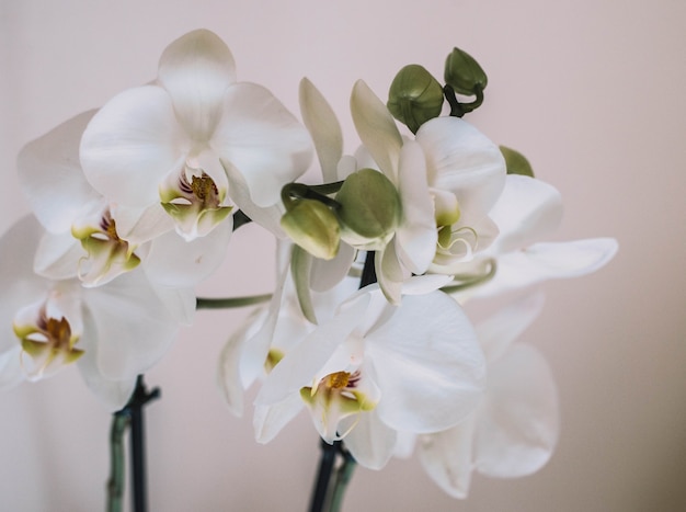 Un bouquet de fleurs blanches