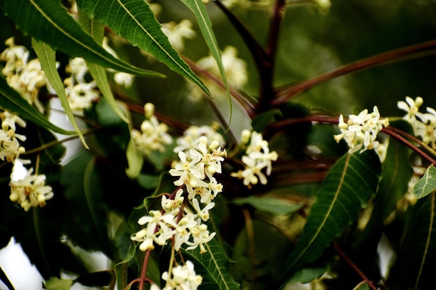 Un bouquet de fleurs blanches