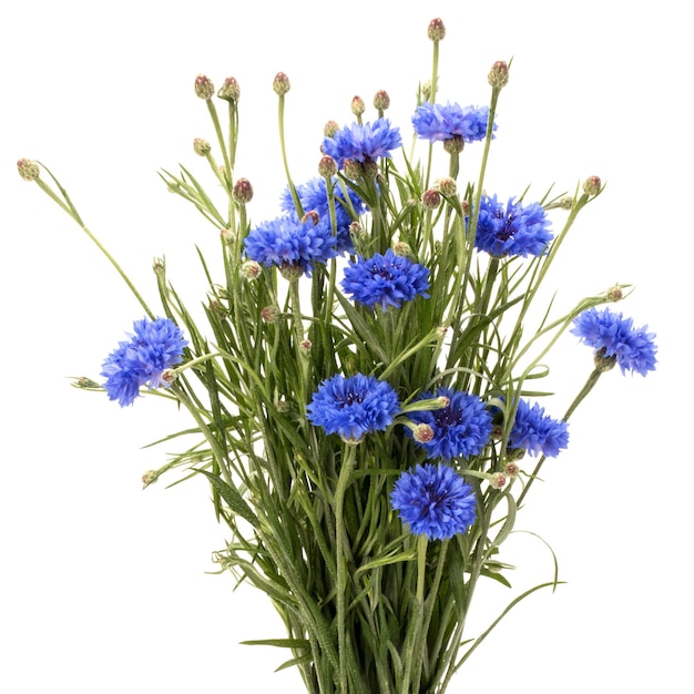 Bouquet de fleurs bleu bleuet Herb ou bachelor bouton isolé sur fond blanc dentelle