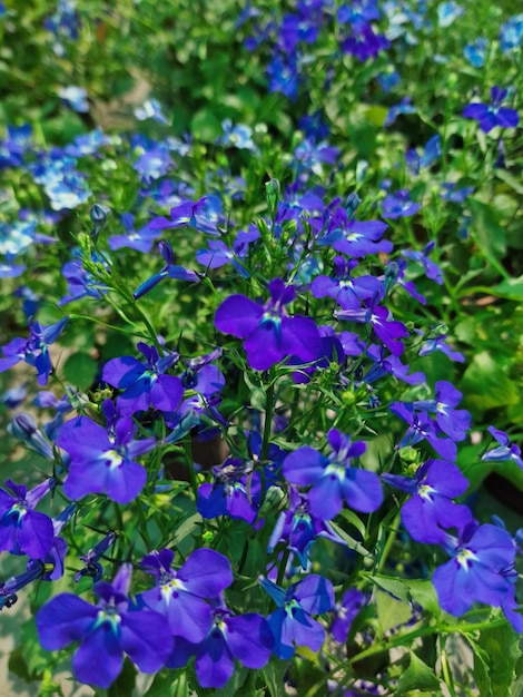 Un bouquet de fleurs bleues avec le mot " bleu " en bas.