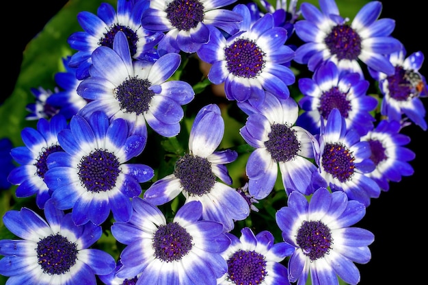 Bouquet de fleurs bleues sur une plante