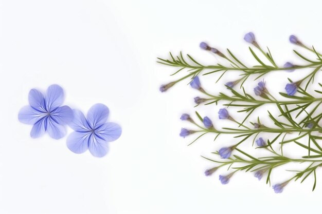 un bouquet de fleurs bleues sur une surface blanche