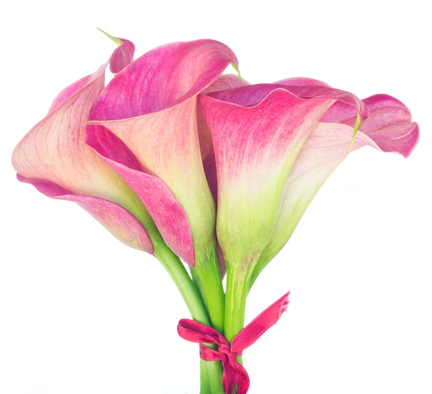 Bouquet de fleurs Calla lilly isolé