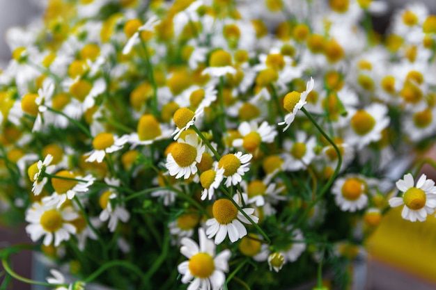 Bouquet de fleurs de camomille close up selective focus nature concept background