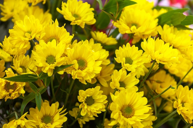 Bouquet de fleurs de camomille jaune en fleurs au marché de rue,