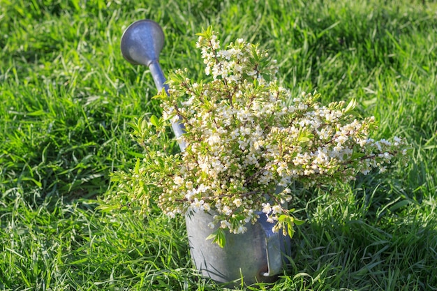 Bouquet de fleurs de cerisier blanches délicates dans un arrosoir dans la branche d'arbre de fleurs de cerisier du jardin du village