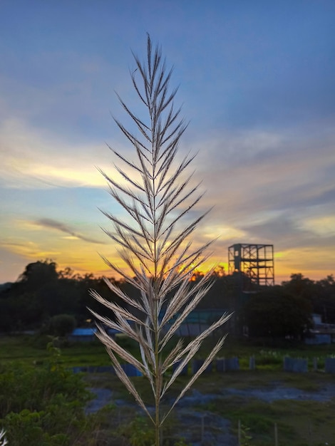 Un bouquet de fleurs de chatons au coucher du soleil sur la colline