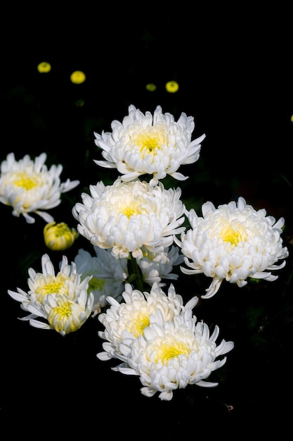 Bouquet de fleurs de chrysanthème blanc en fleurs sur fond noir isolé