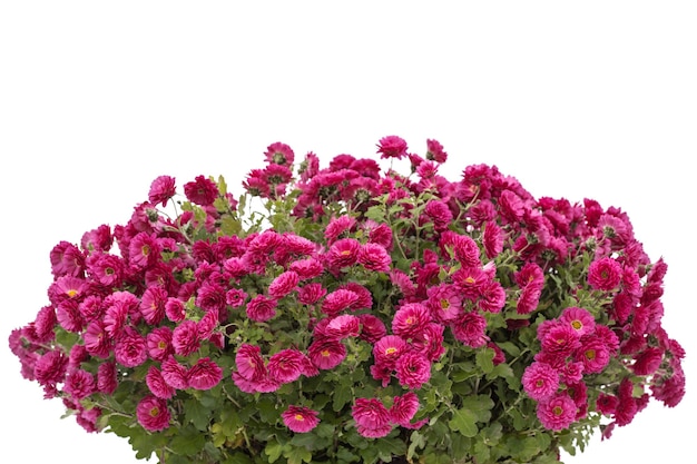 Bouquet de fleurs de chrysanthème isolées sur fond blanc