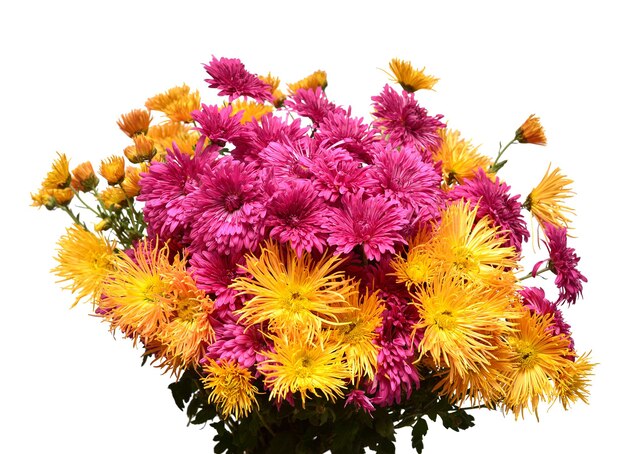 Bouquet de fleurs de chrysanthème jaune et rose multicolore isolé sur fond blanc concept créatif automne objet motif floral vue de dessus mise à plat