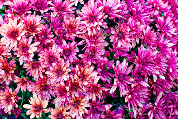 Un bouquet de fleurs de chrysanthème violet se trouve dans un jardin.