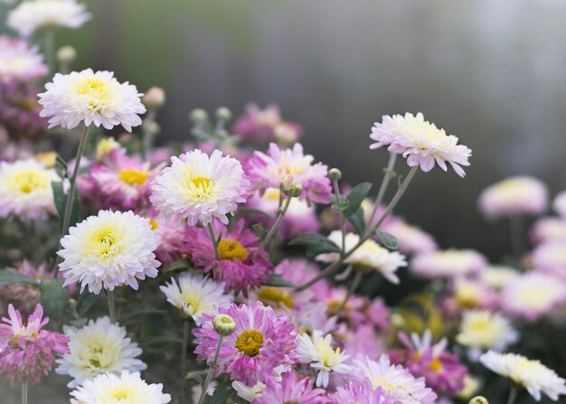 Photo bouquet de fleurs de chrysanthèmes blanches et violettes