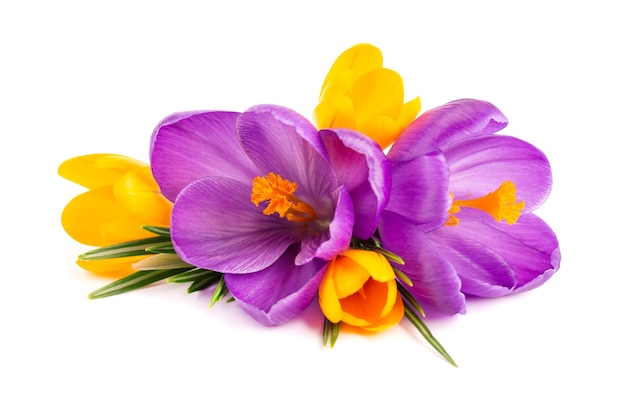 Bouquet de fleurs de crocus, isolé sur une surface blanche