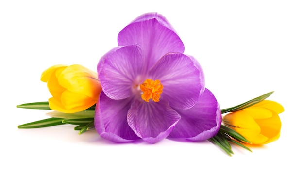 Bouquet de fleurs de crocus, isolé sur une surface blanche