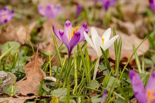 Un bouquet de fleurs de crocus sont dans l'herbe.