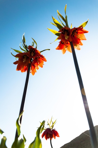 Un bouquet de fleurs devant un ciel bleu