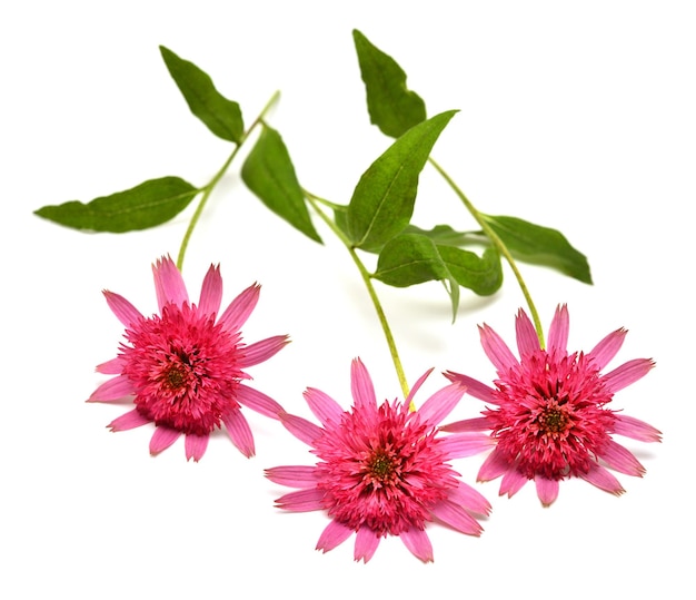 Bouquet de fleurs d'échinacée isolé sur fond blanc Plante médicale Vue de dessus à plat