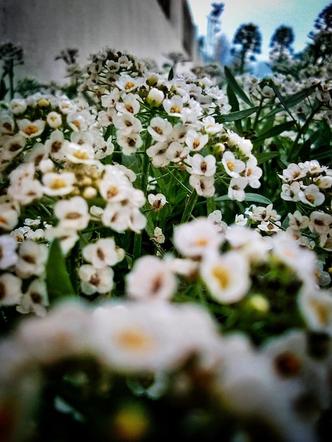 Un bouquet de fleurs est dans un champ avec le mot " dessus "