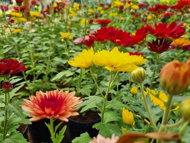 Un bouquet de fleurs est dans un jardin dont un qui dit chrysanthèmes.