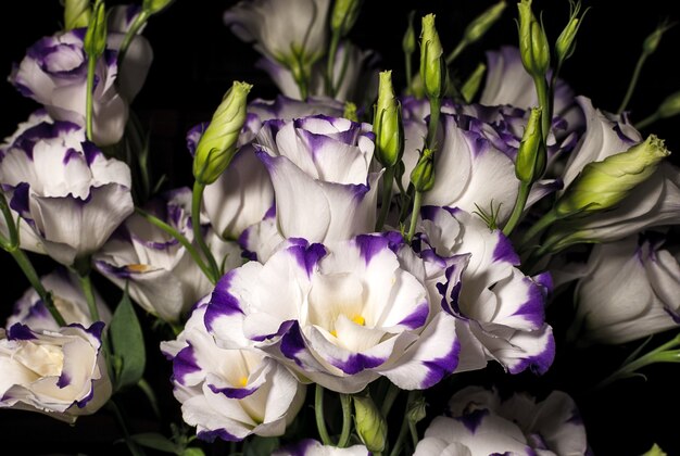 Bouquet de fleurs Eustoma sur fond sombre