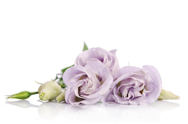 Bouquet de fleurs d'eustoma violet isolé sur blanc