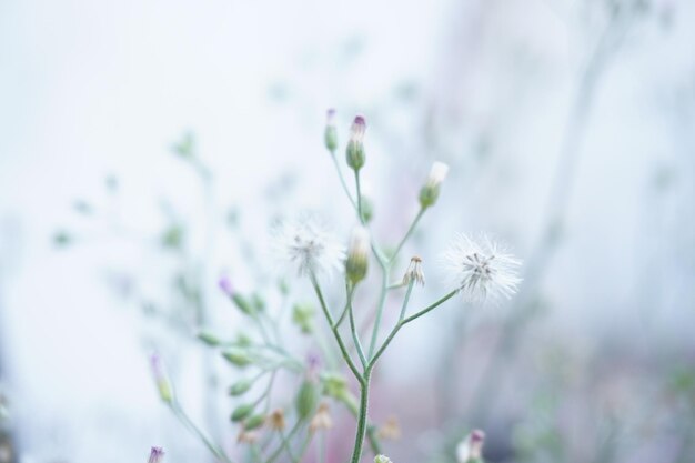 Un bouquet de fleurs avec une fleur blanche