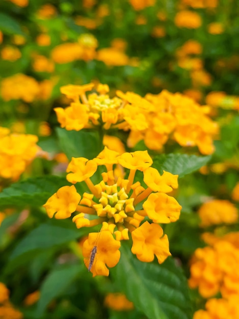 Un bouquet de fleurs avec des fleurs jaunes et des feuilles vertes