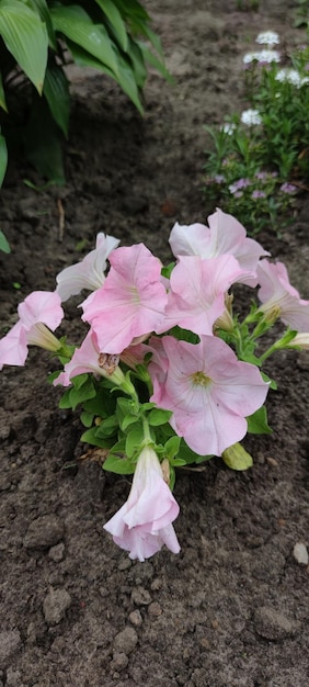 Un bouquet de fleurs sur fond rose