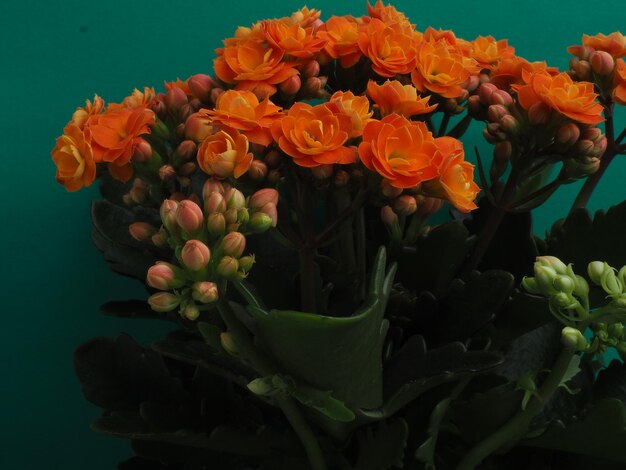 Un bouquet de fleurs sur fond vert