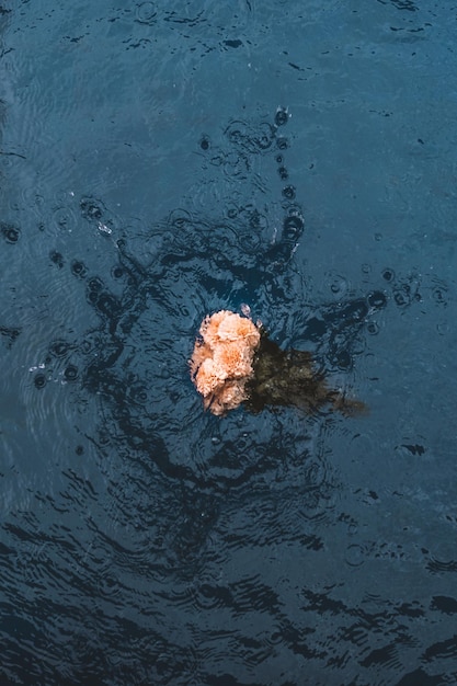 Bouquet de fleurs fraîches beiges flottant dans les éclaboussures d'eau Détails esthétiques