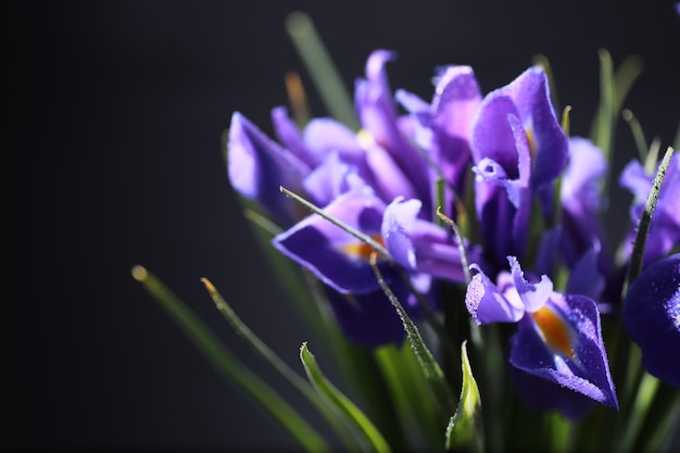 Bouquet de fleurs fraîches. Cadeau de vacances à votre bien-aimé. Contexte Saint-Valentin. Rose, tulipe, composition florale d'iris.