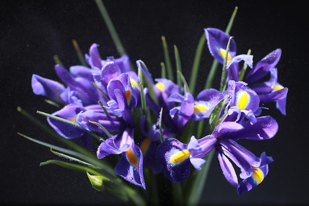 Bouquet de fleurs fraîches. Cadeau de vacances à votre bien-aimé. Contexte Saint-Valentin. Rose, tulipe, composition florale d'iris.
